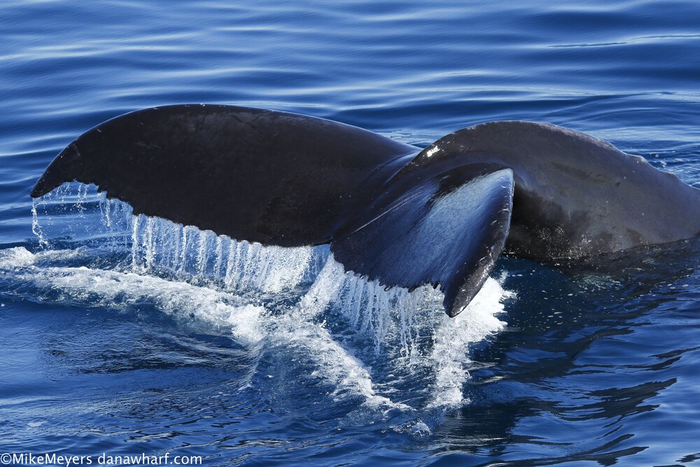Dana Point Whale Heritage Area