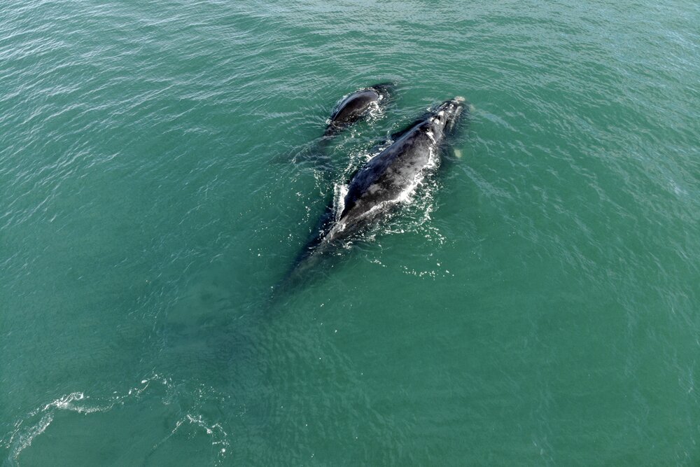 Santa Catarina Nursery Whale Heritage Area