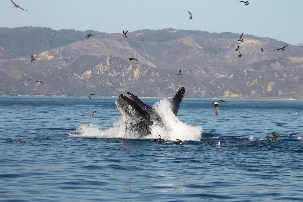 Santa Barbara Channel Whale Heritage Area