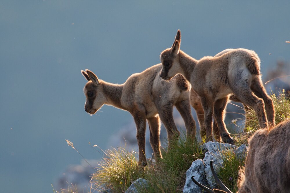 Apennines Marsican Bear Heritage Area
