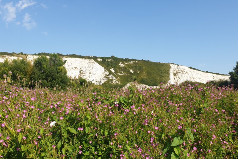 The Wild Heart of Lewes: The Railway Land Wildlife Trust