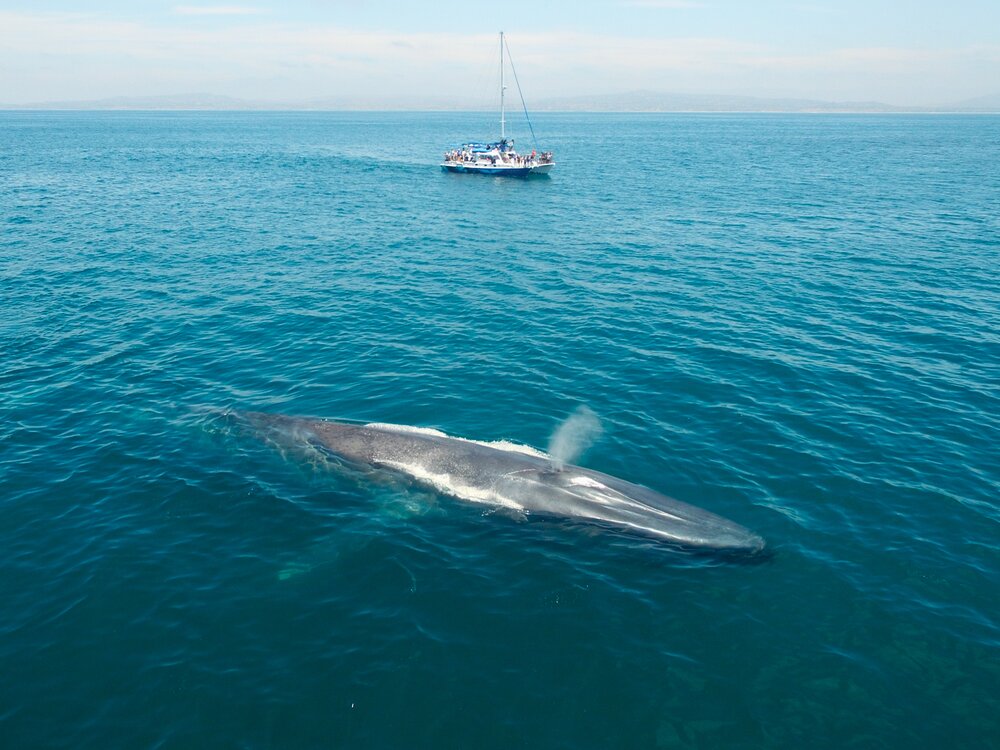 Dana Point Whale Heritage Area