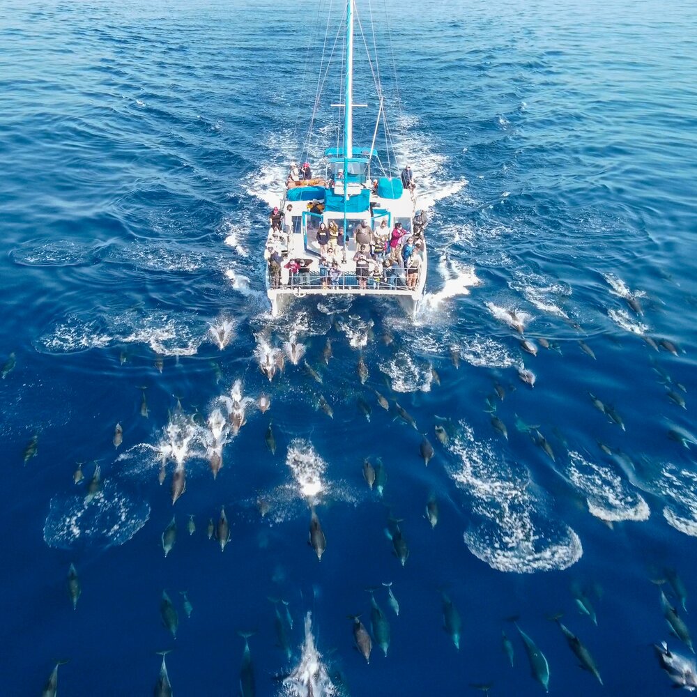 Dana Point Whale Heritage Area