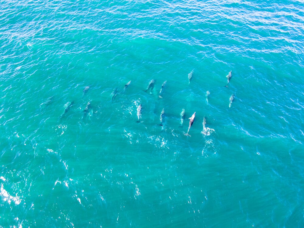 The Bluff Whale Heritage Area