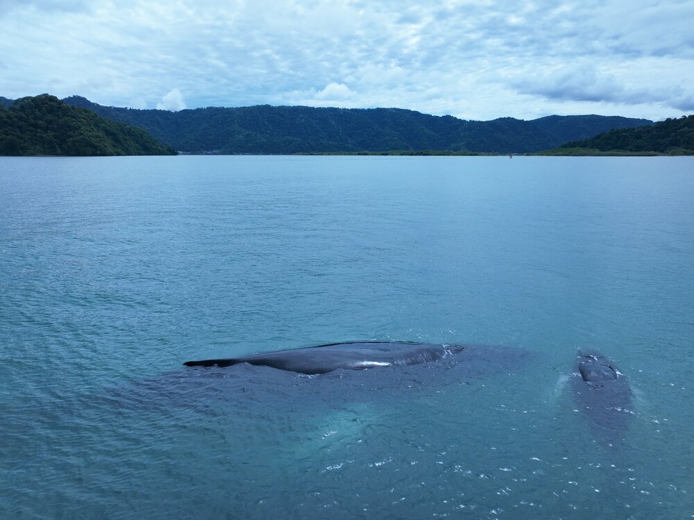 Golfo Dulce Whale Heritage Area