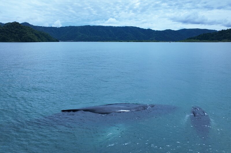 Golfo Dulce Whale Heritage Area
