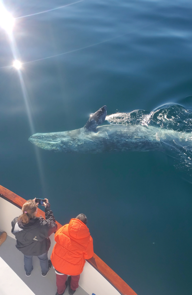Santa Barbara Channel Whale Heritage Area
