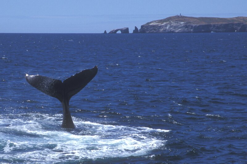 Santa Barbara Channel Whale Heritage Area