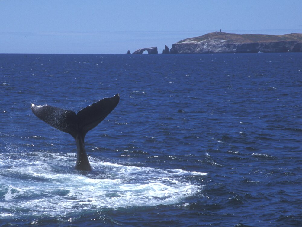 Santa Barbara Channel Whale Heritage Area