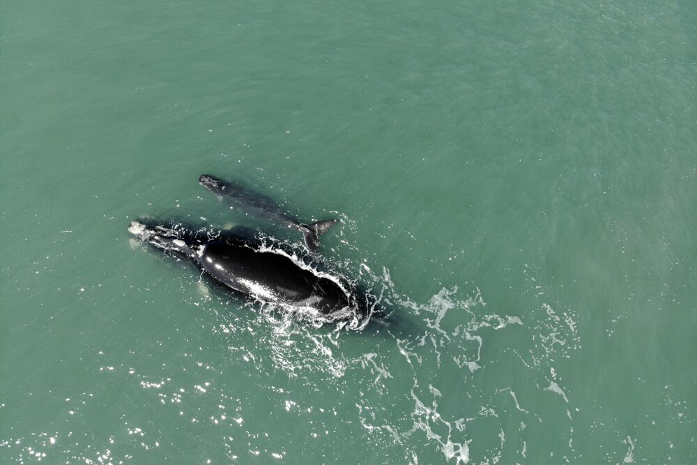 ‘Where whales are born’ - Southern Right Whale Project
