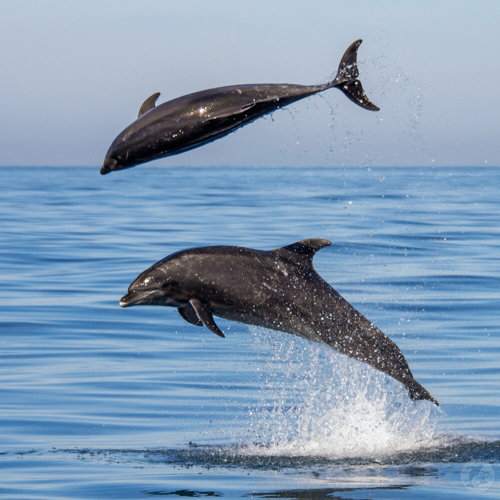 Dana Point Whale Heritage Area