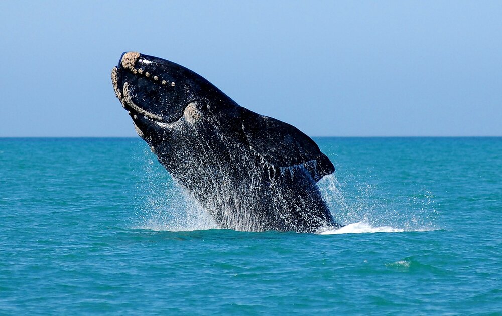 Algoa Bay Whale Heritage Area