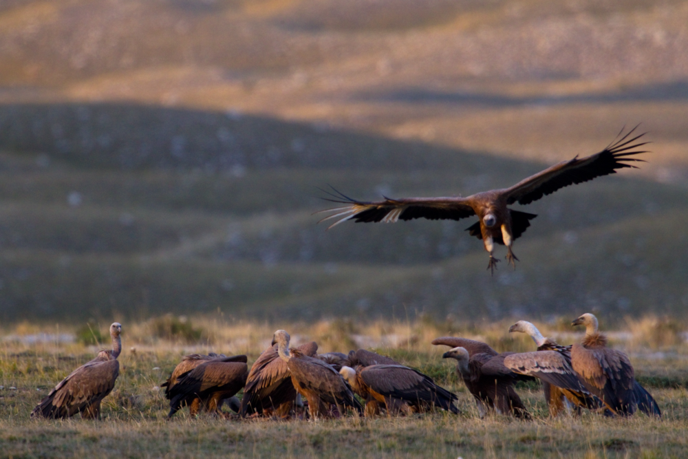 Apennines Marsican Bear Heritage Area