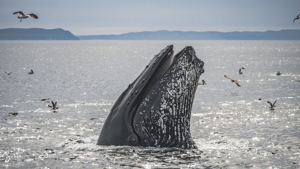 Santa Barbara Channel Whale Heritage Area