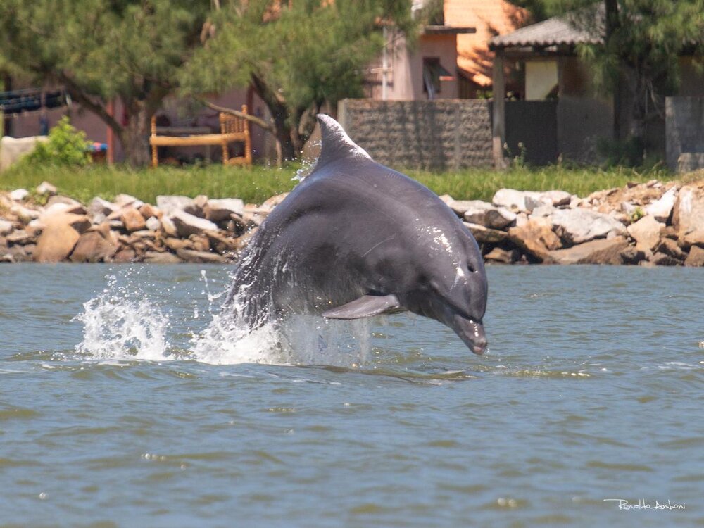 Santa Catarina Nursery Whale Heritage Area