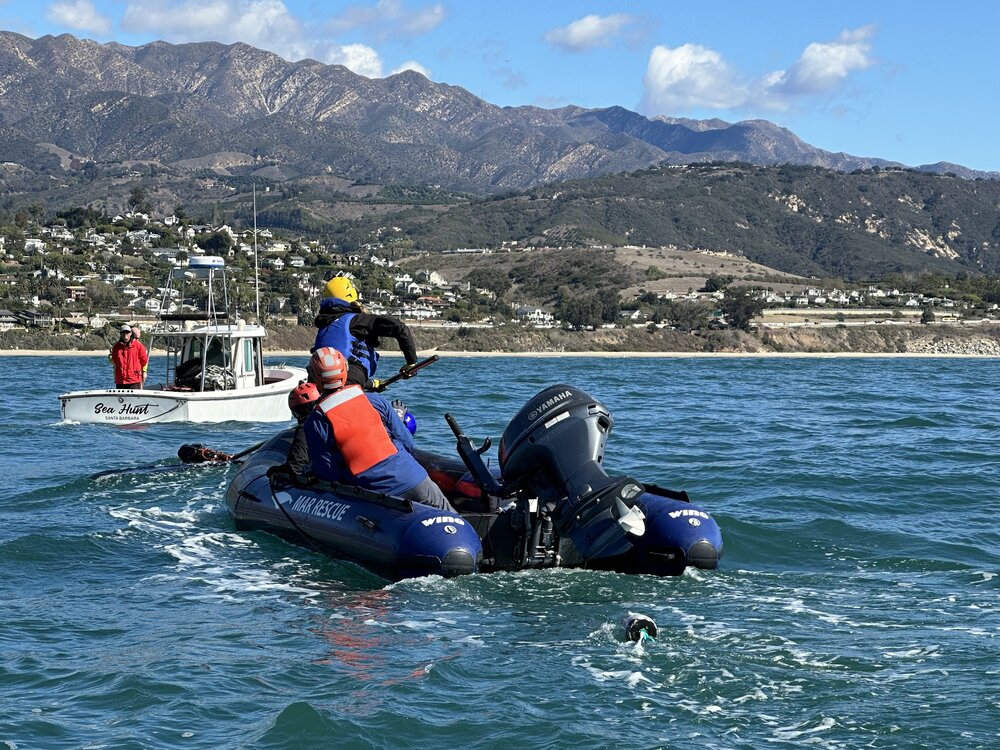 Local wildlife champion