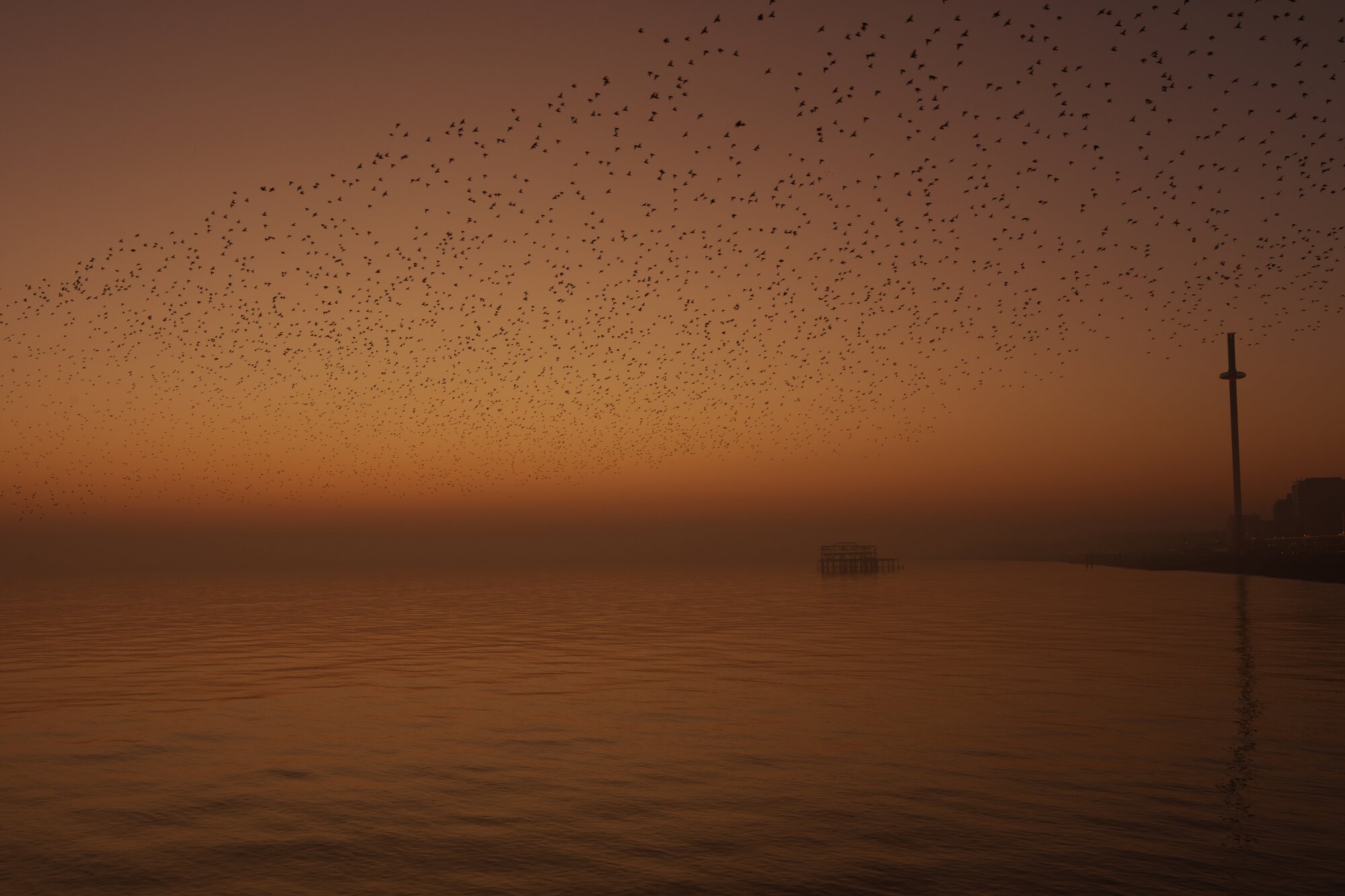 Golden murmuration with West Pier and i360