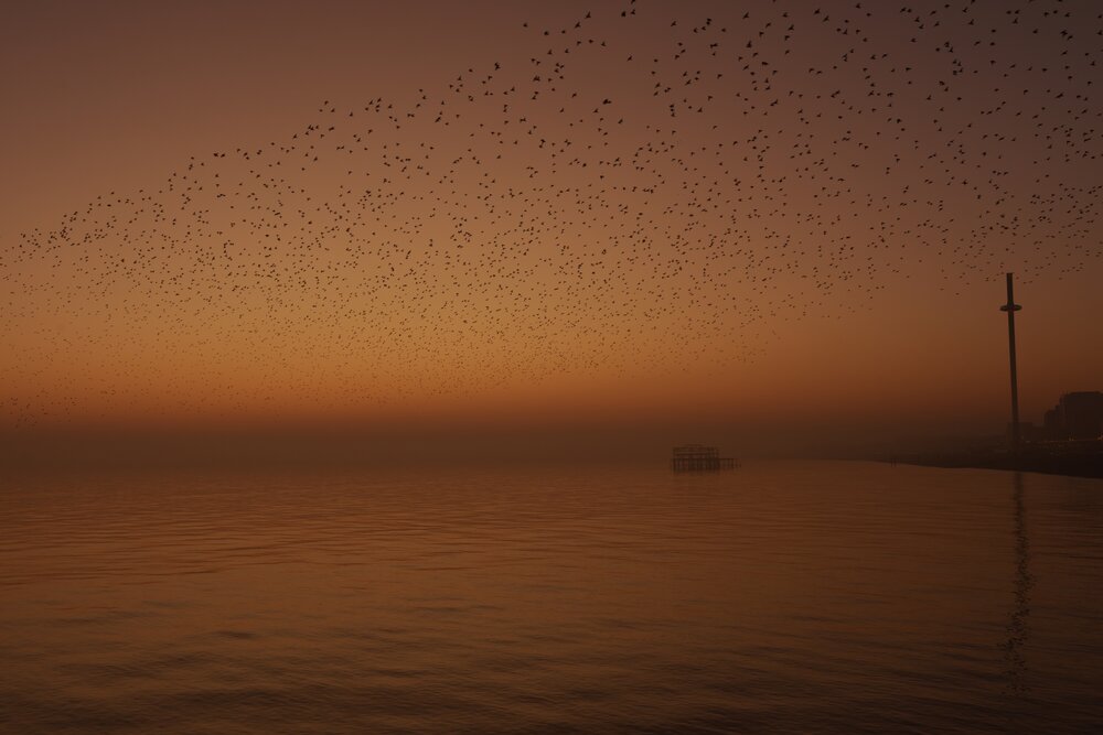 Golden murmuration with West Pier and i360 Golden murmuration with West Pier and i360
