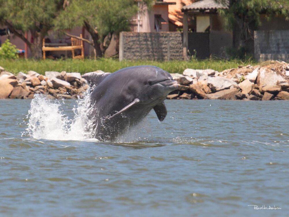 Bottlenose dolphin sightings in Laguna