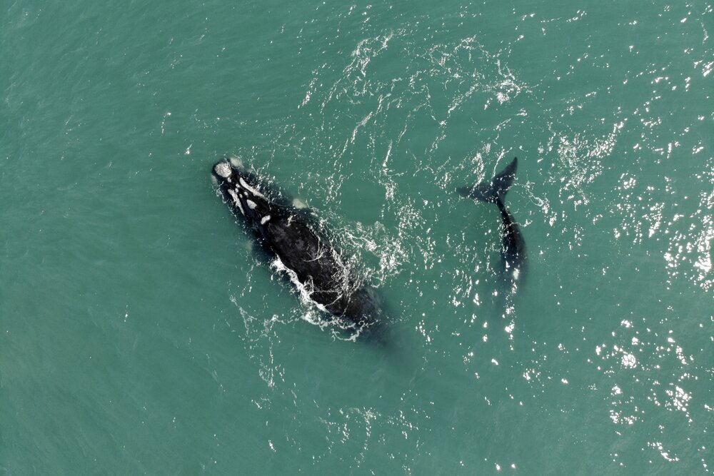 Right Whale Museum in Imbituba