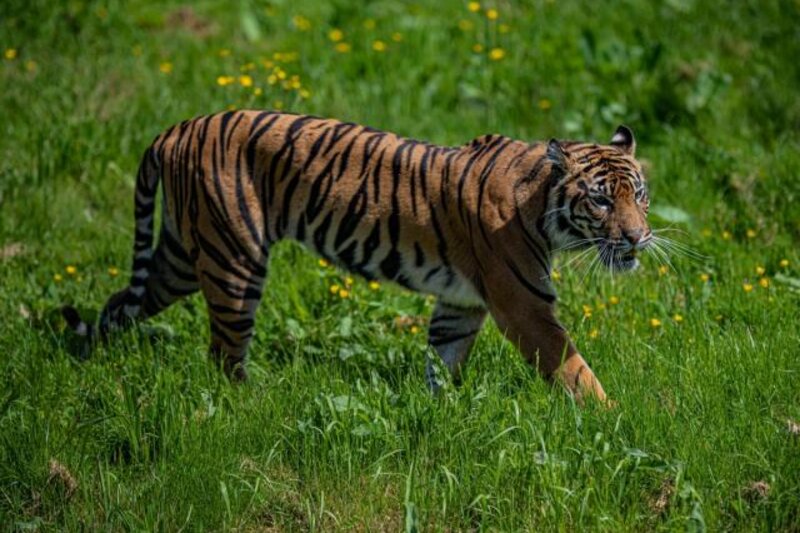 The Green Buffer of Gunung Leuser NP