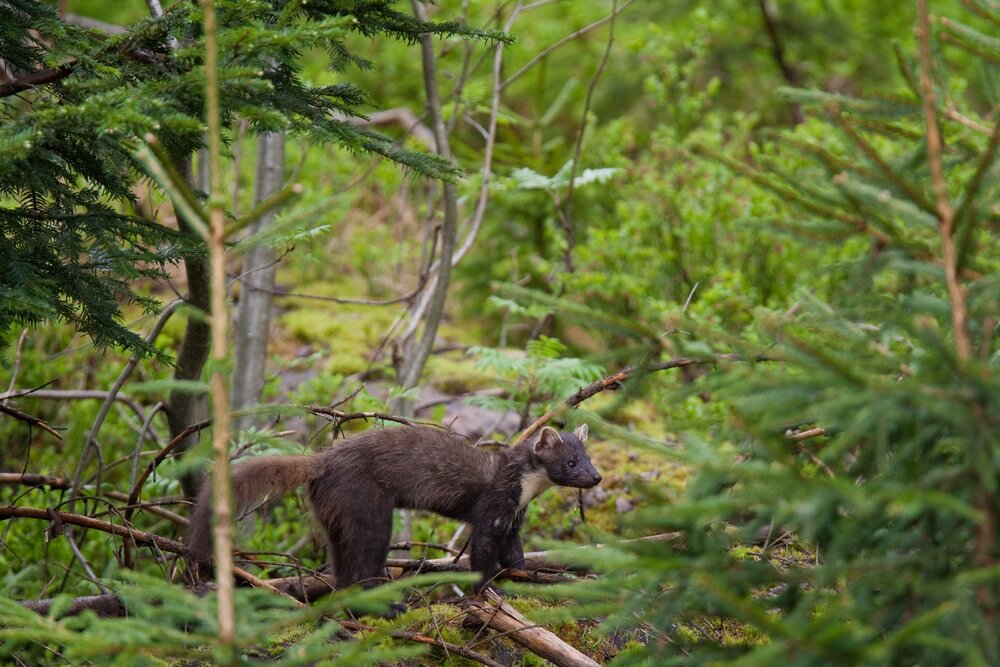 Apennines Marsican Bear Heritage Area