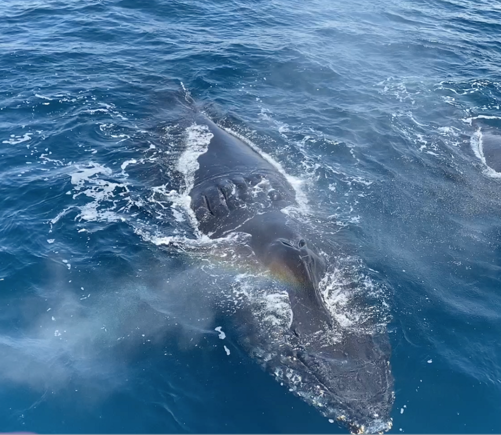 Santa Barbara Channel Whale Heritage Area