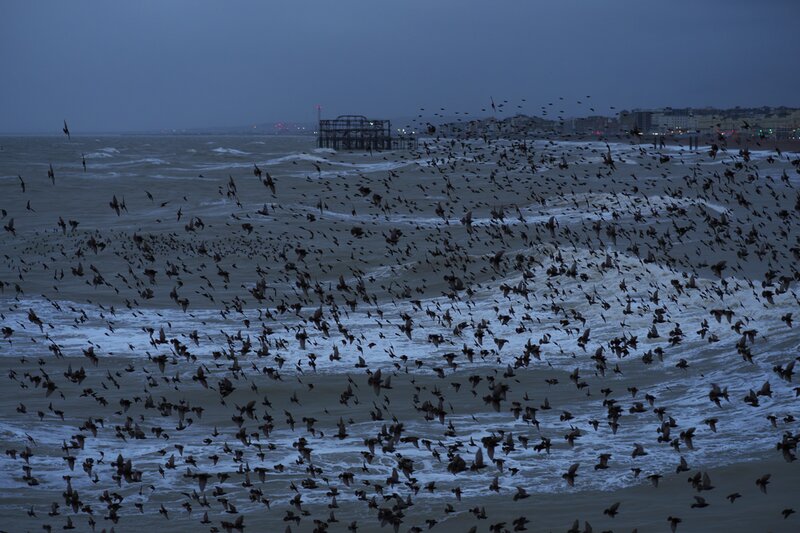 Murmuration Maths