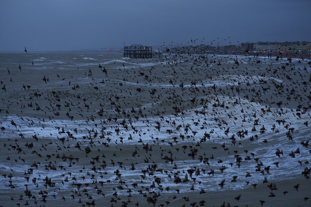 Murmuration Maths