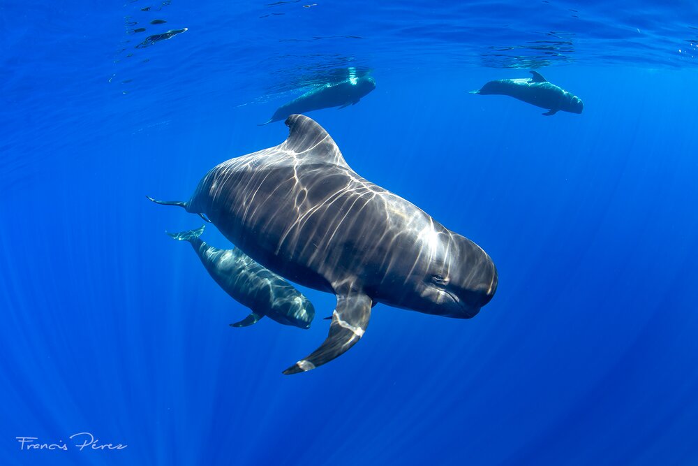 Tenerife-La Gomera Marine Area Whale Heritage Area
