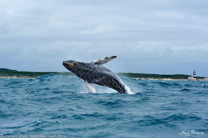 Algoa Bay Whale Heritage Area