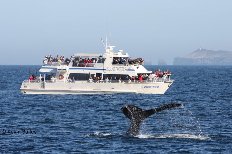 Santa Barbara Channel Whale Heritage Area