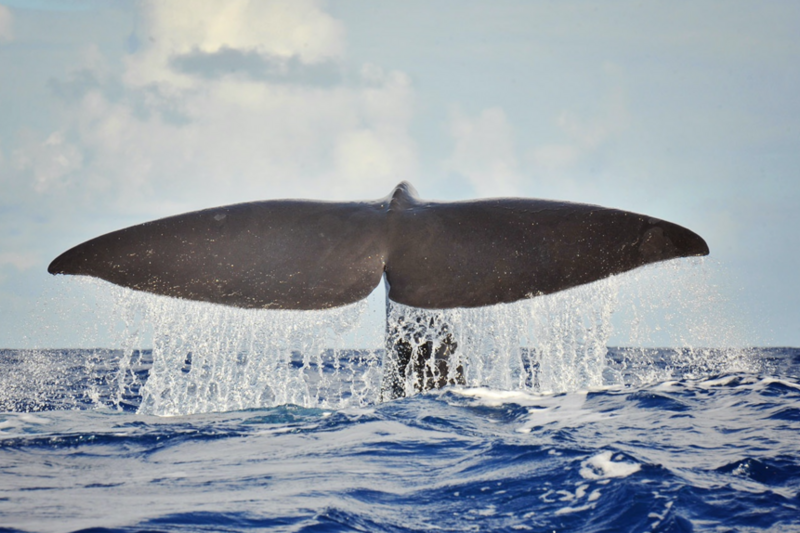 Madeira Whale Heritage Area