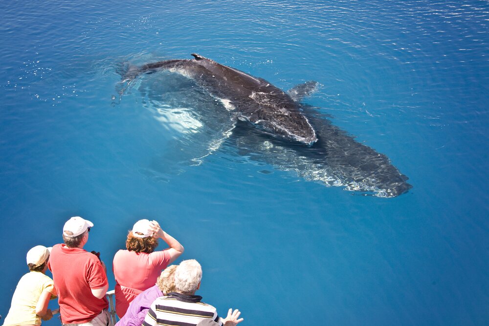 Hervey Bay Whale Heritage Area