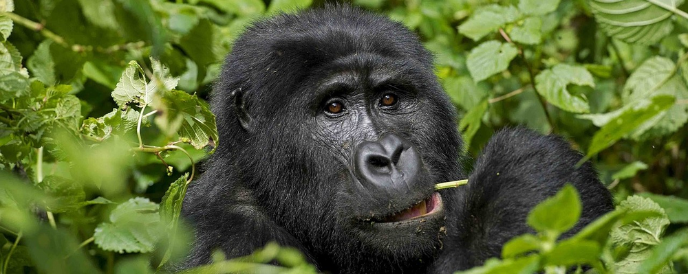 Mintom Gorilla Heritage Area