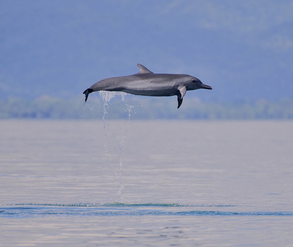 Golfo Dulce Whale Heritage Area