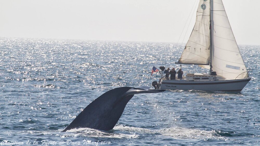 Dana Point Whale Heritage Area