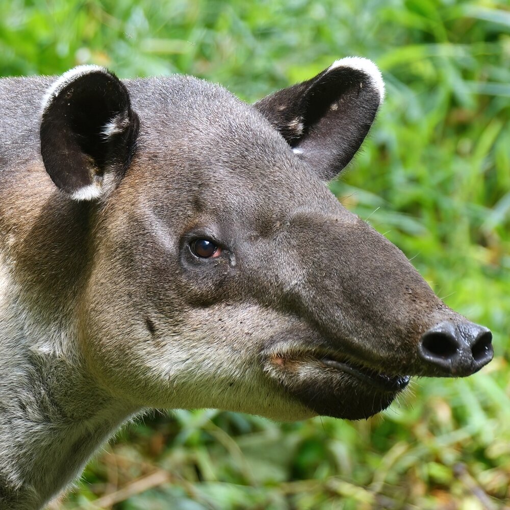 Baird’s tapir