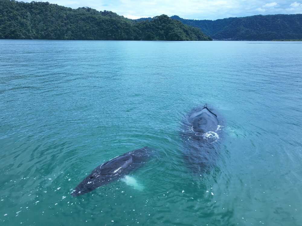 Golfo Dulce Whale Heritage Area