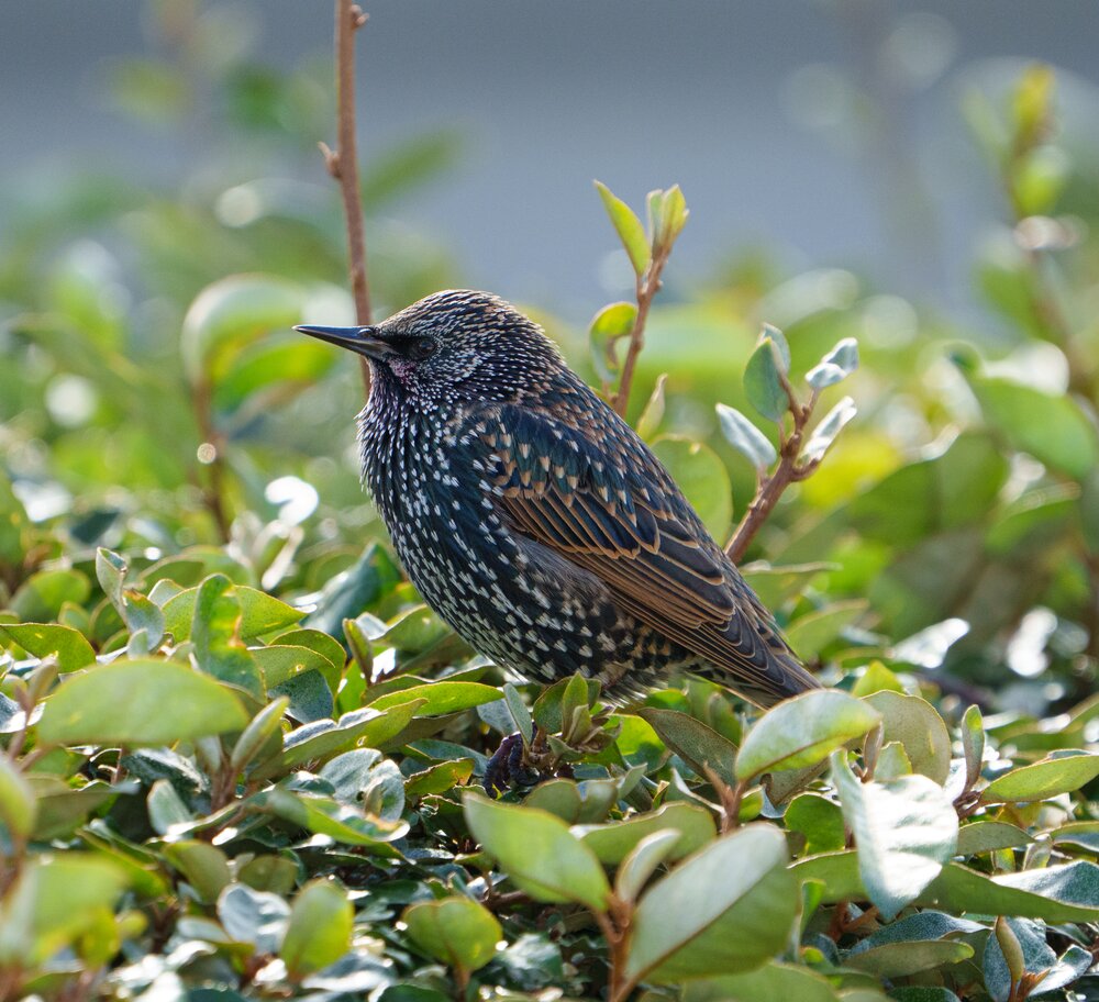 Save Our Starlings Campaign
