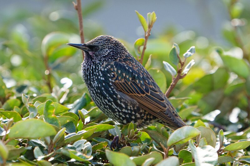 Save Our Starlings Campaign
