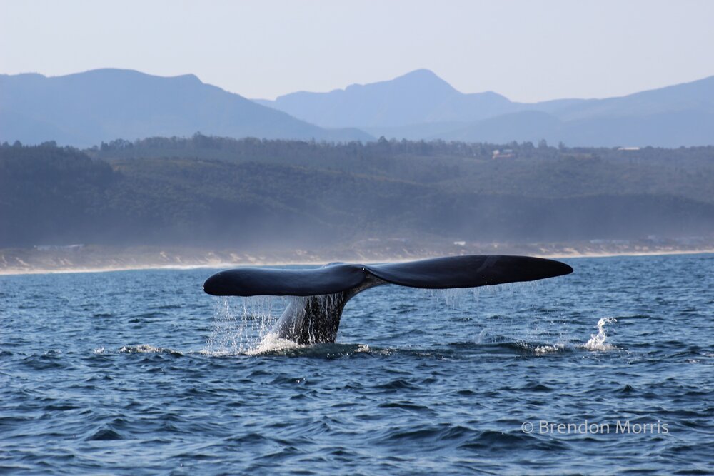 Plettenberg Bay Whale Heritage Area