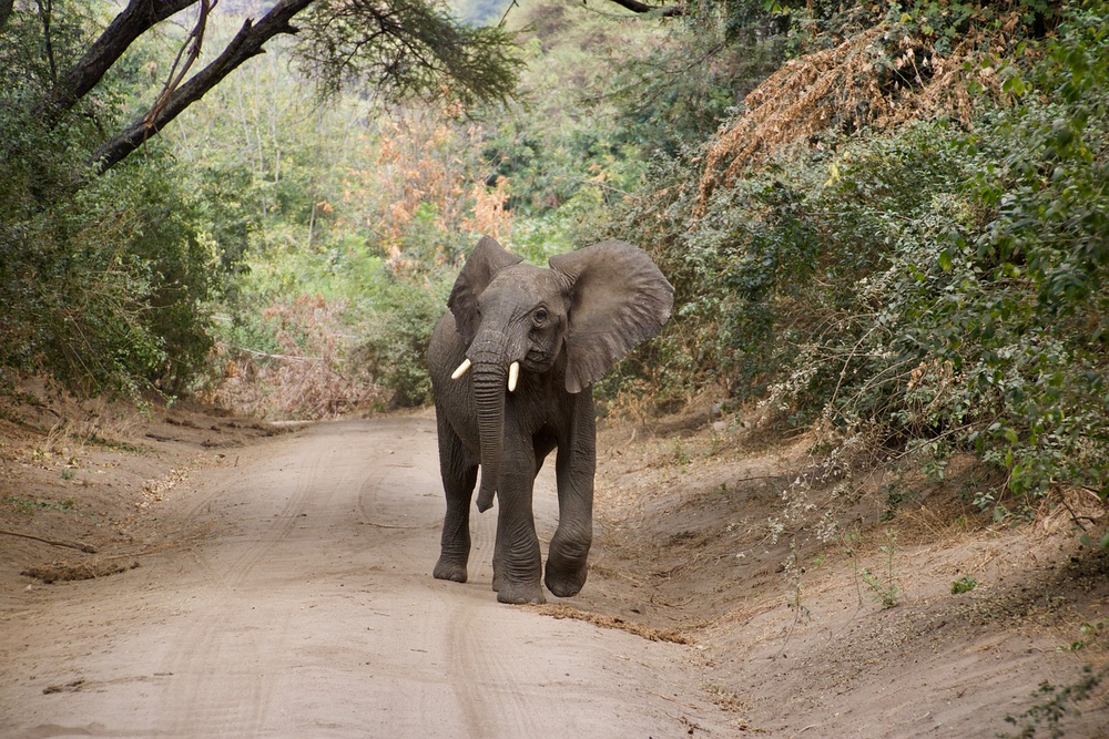 Mintom Gorilla Heritage Area
