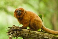 Golden Lion Tamarin Ecological Park Heritage Area