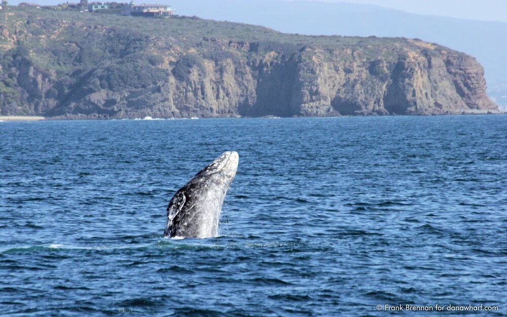 Dana Point Whale Heritage Area