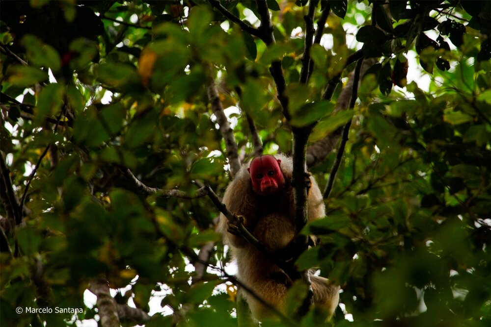 Amazon Uakari Heritage Area