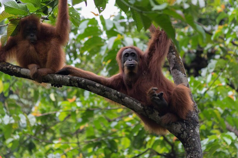 Gunung leuser Orangutan Heritage Area