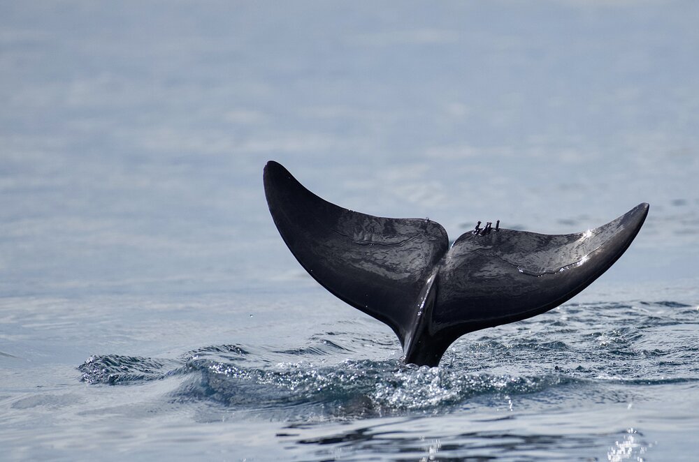Golfo Dulce Whale Heritage Area