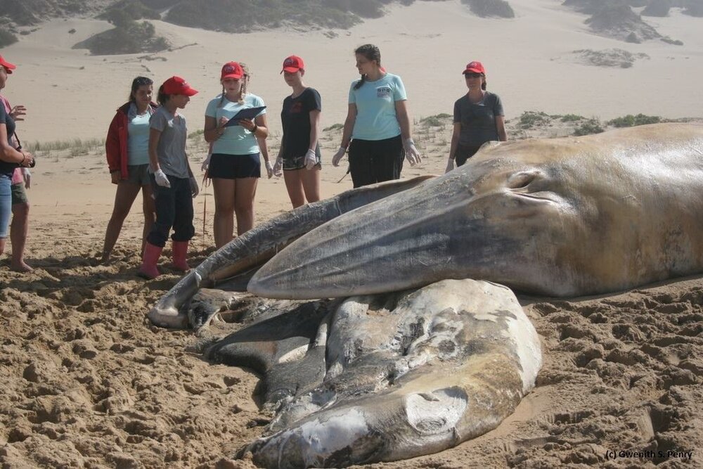 Collaboration for the sake of cetaceans