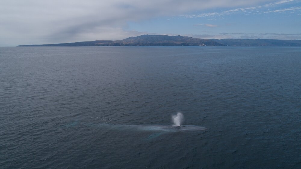 Santa Barbara Channel Whale Heritage Area